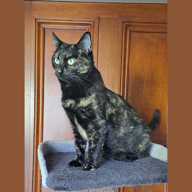Photo of Tessa