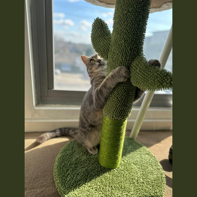 Photo of Chevy