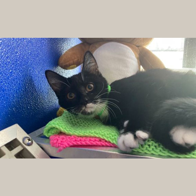 Photo of Salem