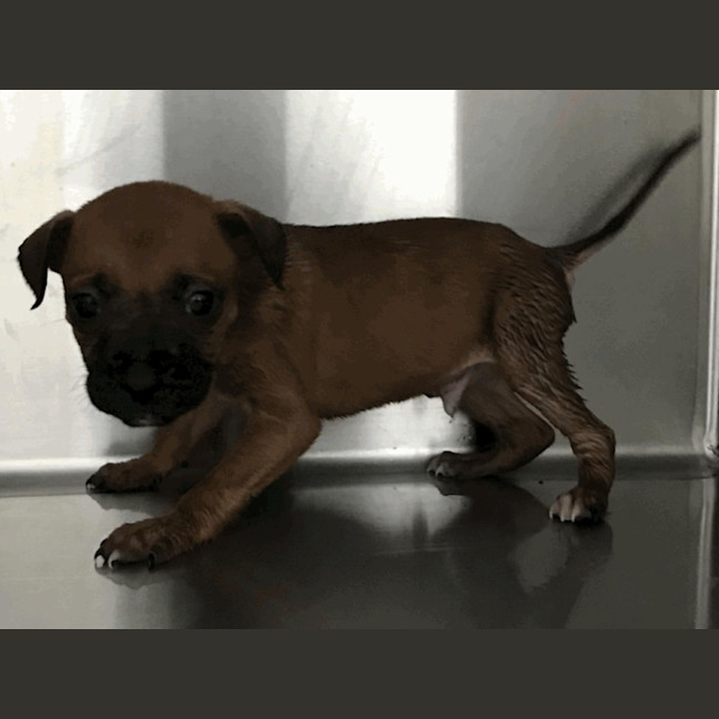 Photo of Prince (P5)