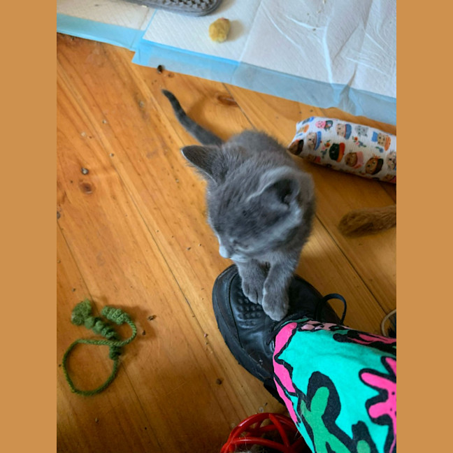 Photo of Finn (Was Haze)