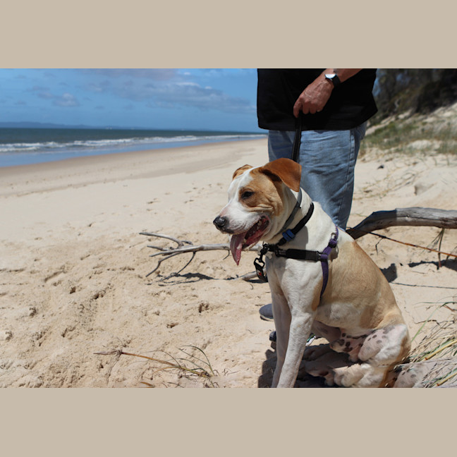 Photo of Digger