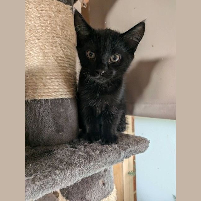 Photo of Apollo