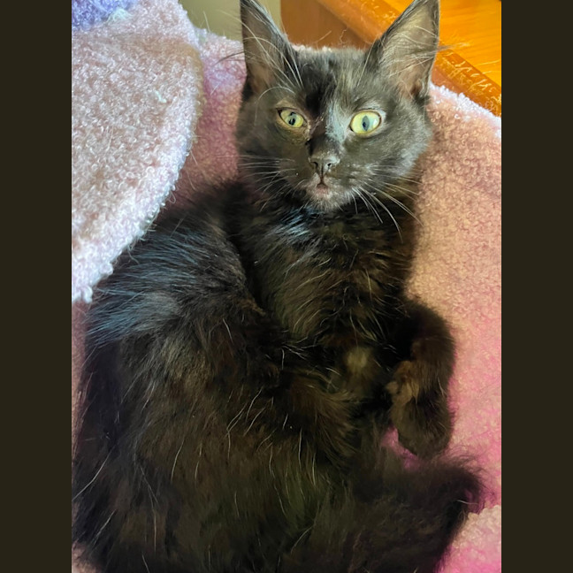 Photo of Thumper *9 Lives Project*