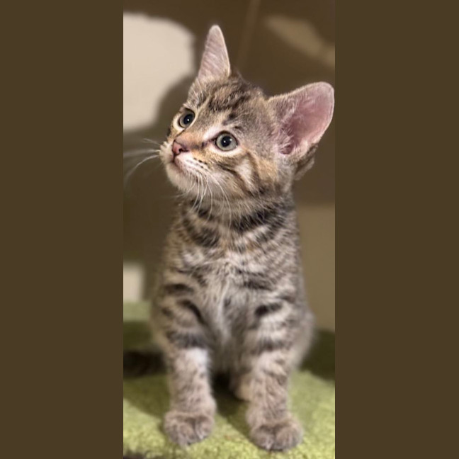 Photo of Holly Meet Me@Petstock Mornington Nepean Hwy Store