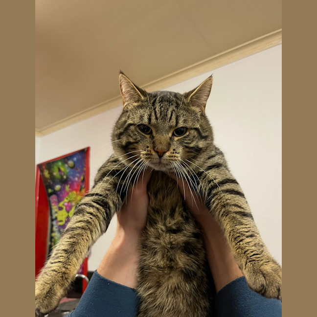 Photo of Moonface