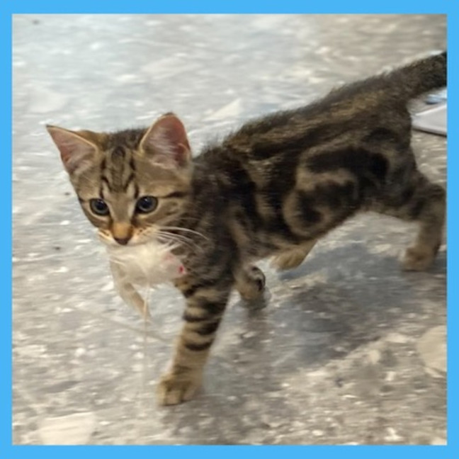 Photo of Bagel