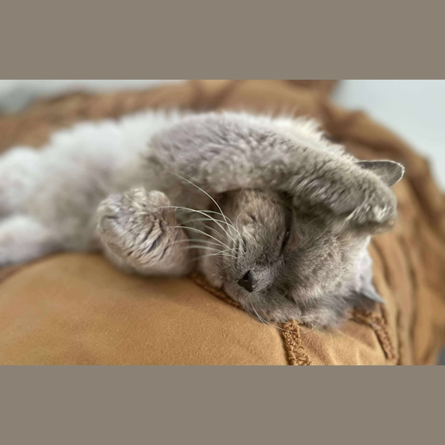Photo of Sir Reginald Raggamuffin