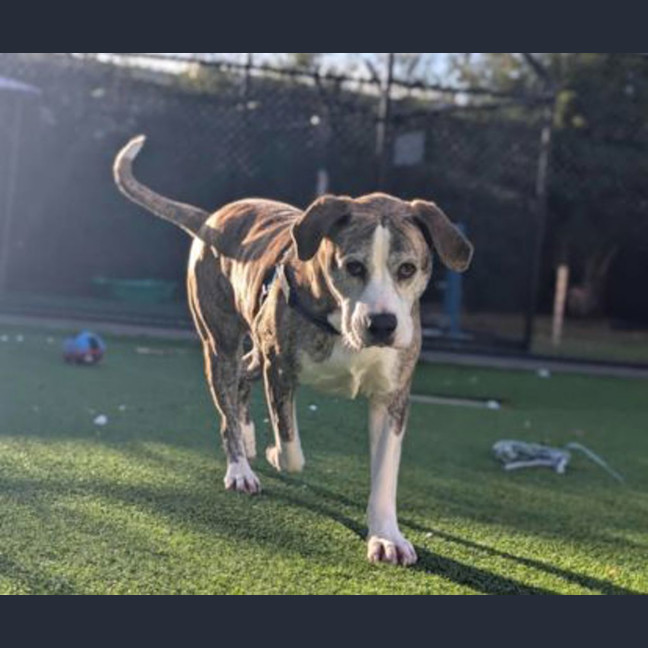 Photo of Indi