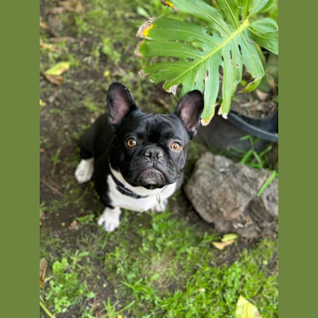 Photo of Saint 