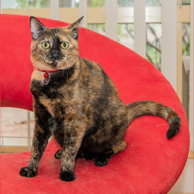Photo of Misty