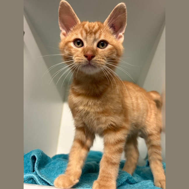 Photo of Otis