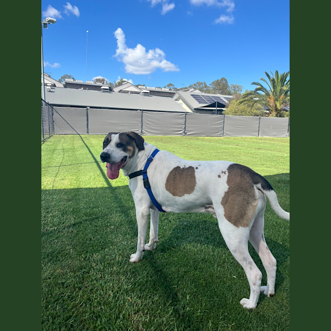 Photo of Buddy