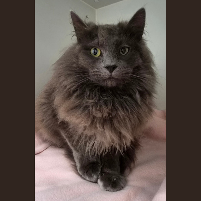 Photo of Maverick
