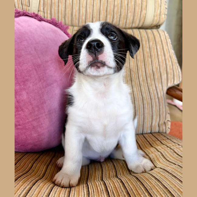 Photo of Cinnamon Satin