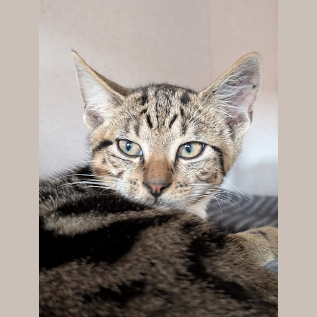 Photo of Toby