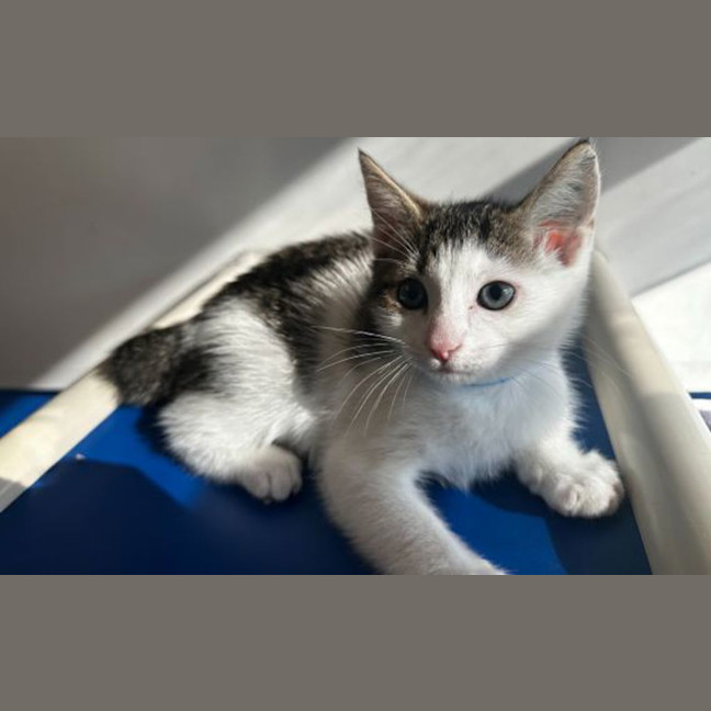 Photo of Rufus 