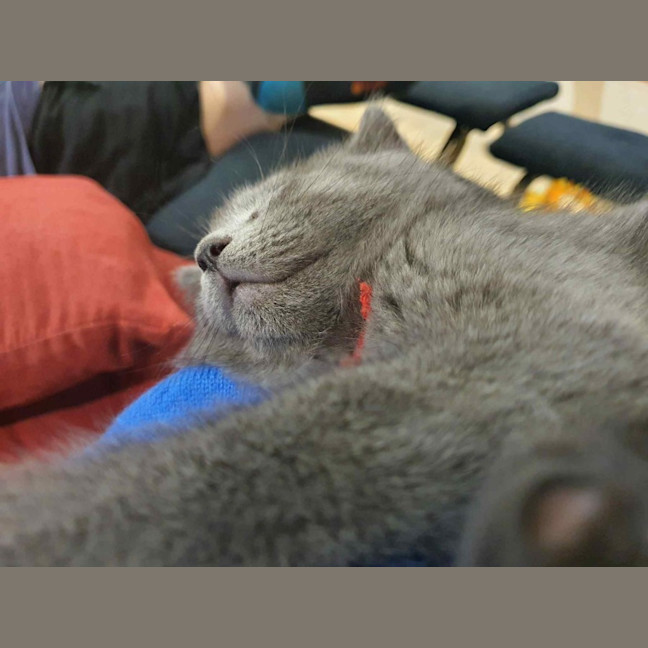 Photo of Harvey ** 2nd Chance Cat Rescue**