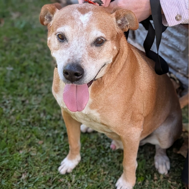 Photo of Buddy