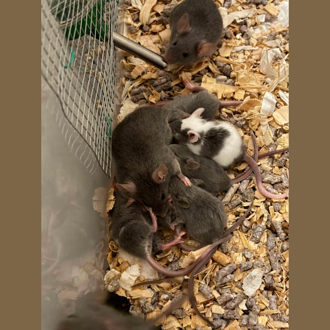 Photo of Rocky & Kinks