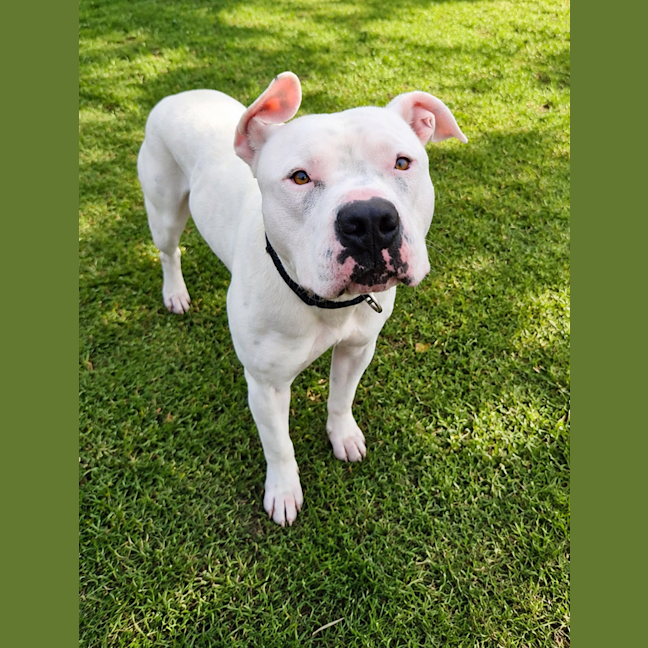 Photo of Buddy