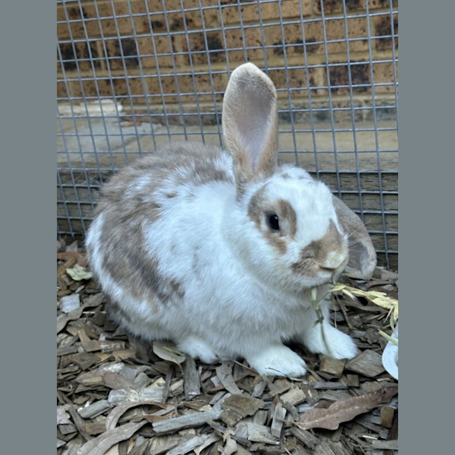 Photo of Jimi Hendrix