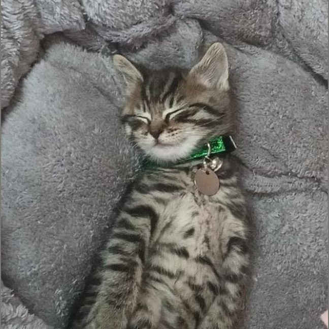 Photo of Chairman Meow