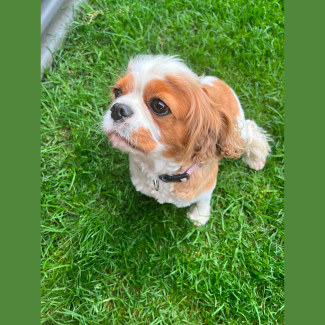 Photo of Loyal Miss Paris