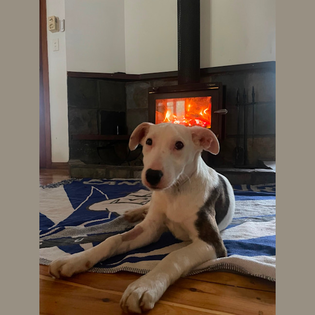 Photo of Ollie
