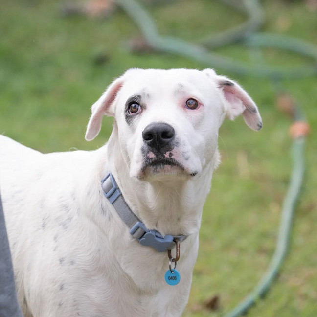 Photo of Domino