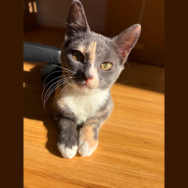 Photo of Petal
