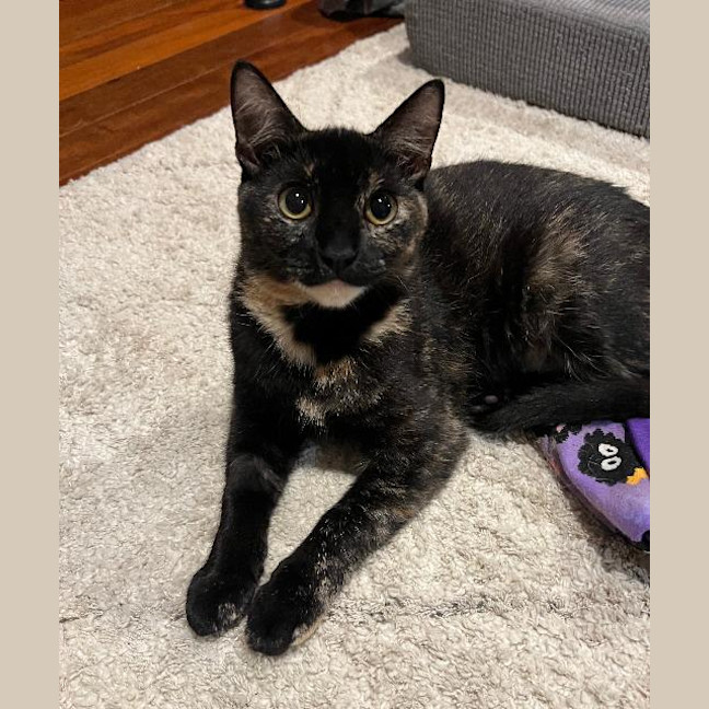 Photo of Kali