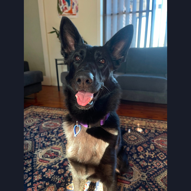 Photo of Sacha   1.5 Year Old German Shepherd (On Trial)