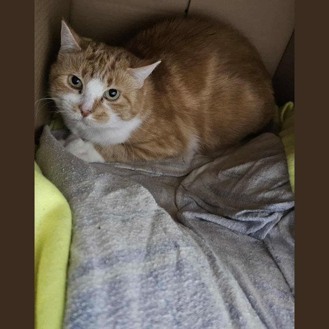 Photo of Dora Farm Cat