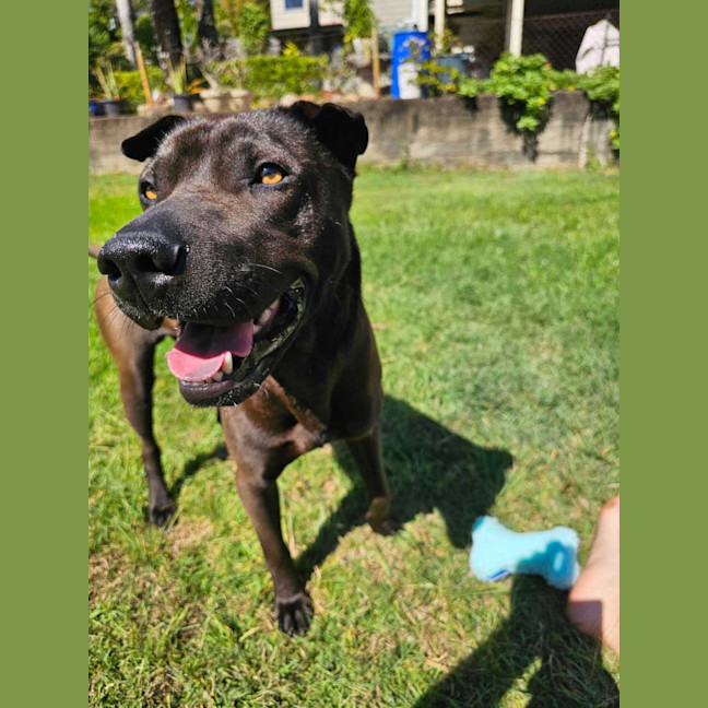 Photo of Bullet 