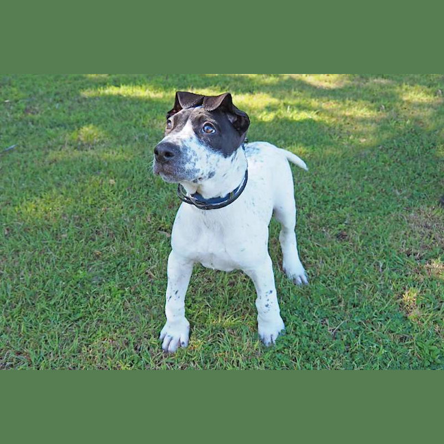 Photo of Patch