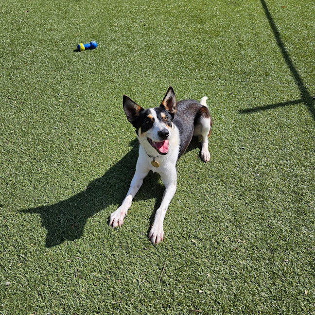 Photo of Roo