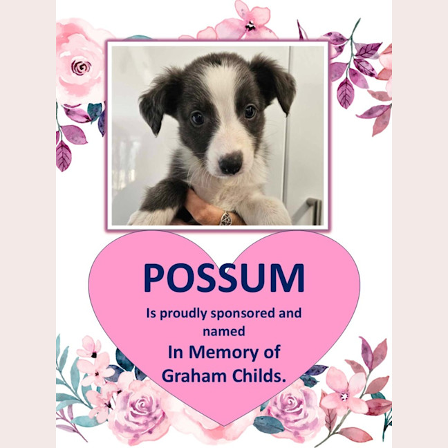 Photo of Possum