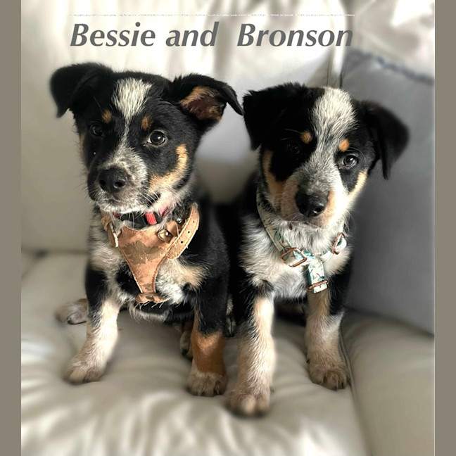 Photo of Bessie
