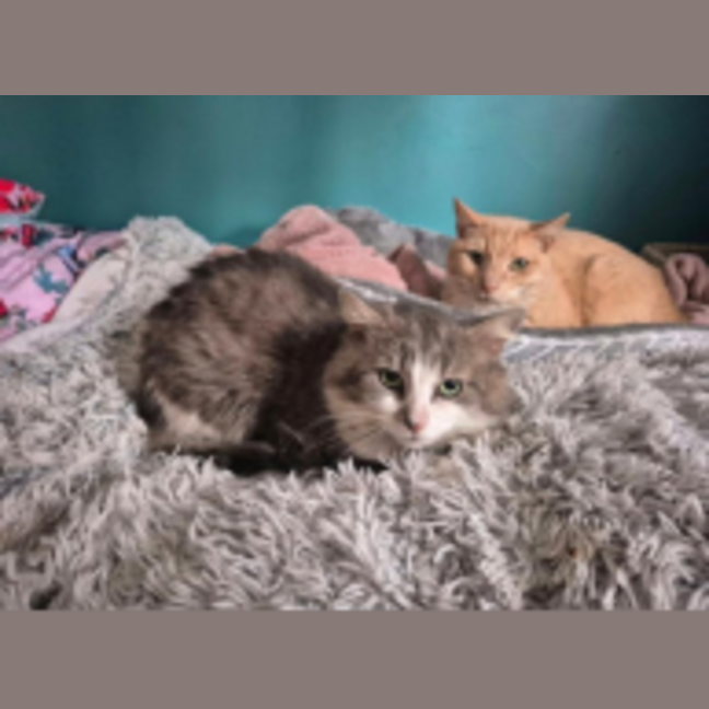 Photo of Oliver