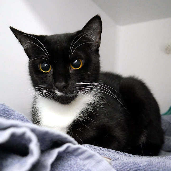 Photo of Cherry Sta014311