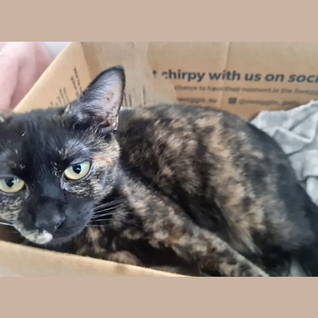 Photo of Lily