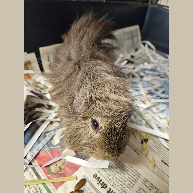 Photo of Possum