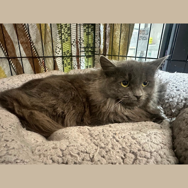 Photo of Sweet Caroline 