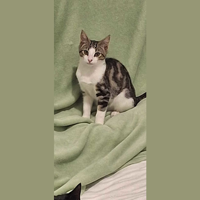 Photo of Archie