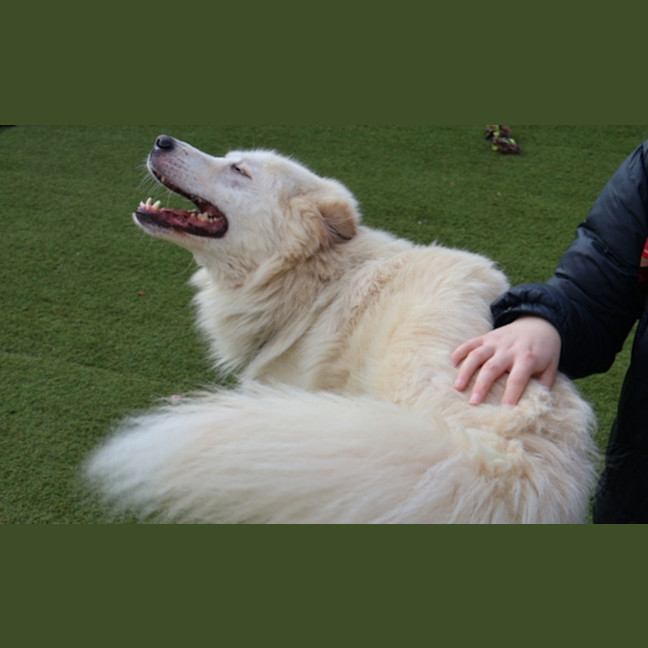 Photo of Buddy