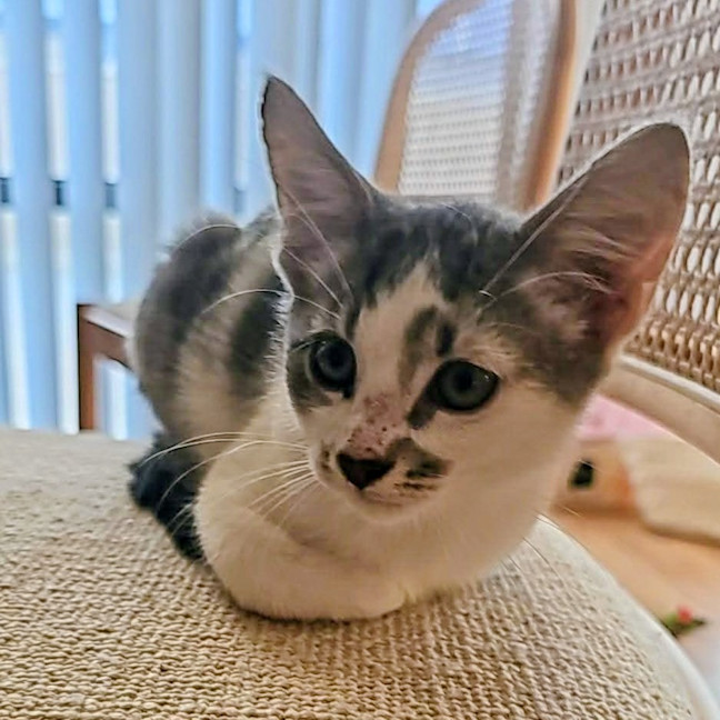 Photo of Moo