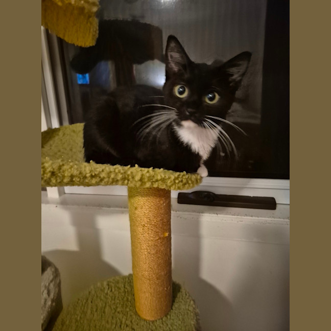 Photo of Fantail ** 2nd Chance Cat Rescue **