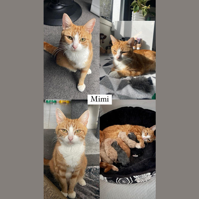 Photo of Mimi Meet Me@Petstock Chelsea Store 