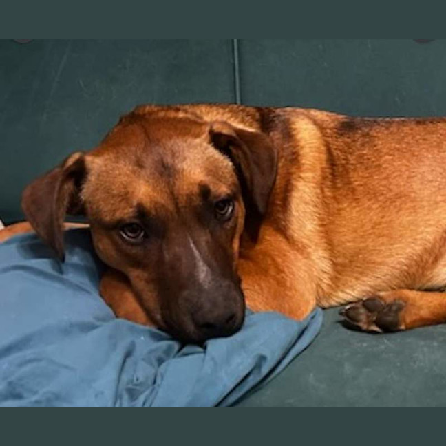 Photo of Rocco